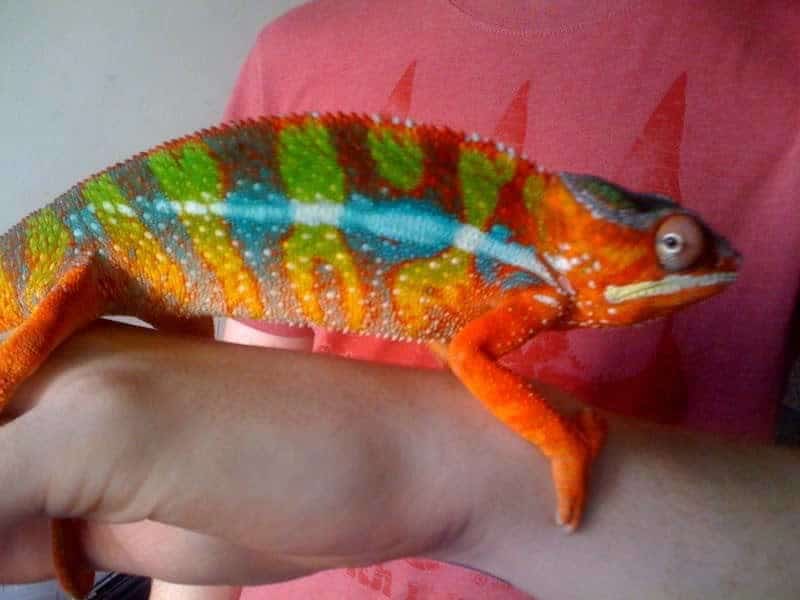 ambilobe panther chameleon for sale