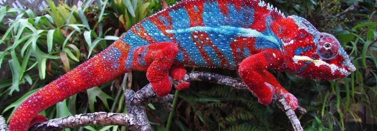 Panther Chameleons for sale
