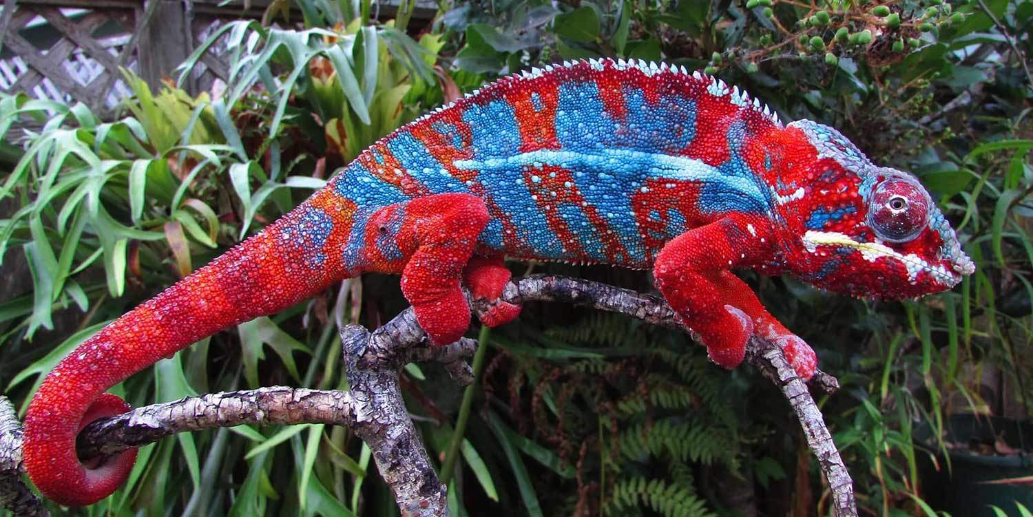 Panther Chameleon Growth Chart