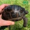 Baby Aldabra tortoise