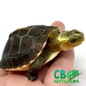 baby Chinese box turtle