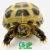 baby Russian tortoise for sale