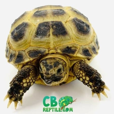baby Russian tortoise for sale
