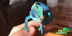 baby ambanja panther chameleon