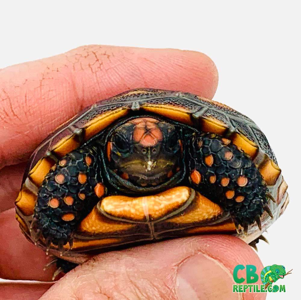 baby cherry head tortoise for sale