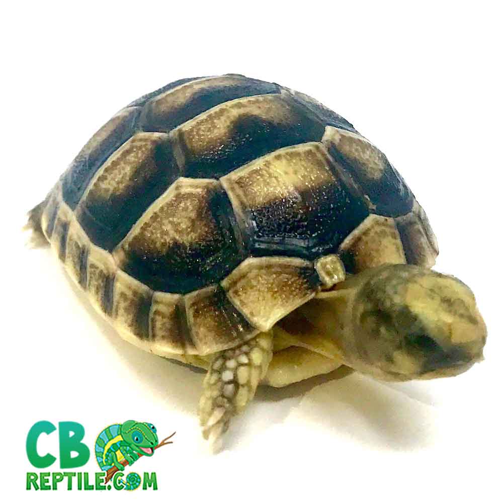 Marginated tortoise for sale