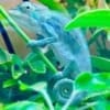 baby nosy be panther chameleon for sale