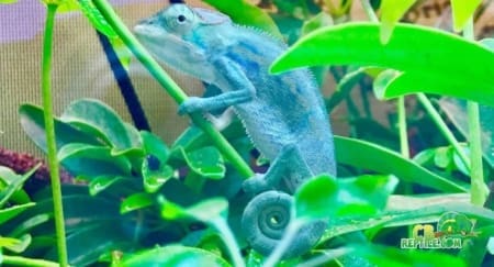baby nosy be panther chameleon for sale