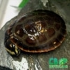 baby pink belly side neck turtle