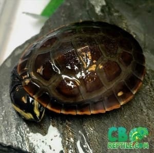 baby pink belly side neck turtle