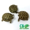 baby Russian tortoise