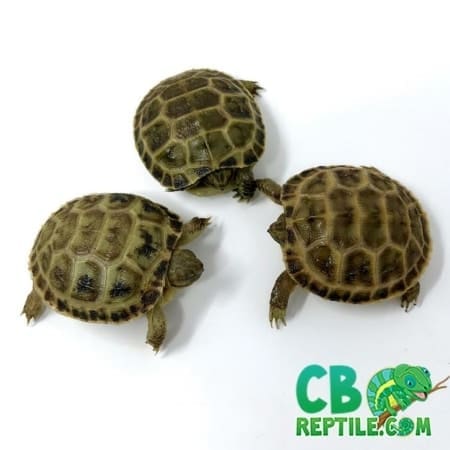 baby Russian tortoise