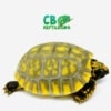 baby yellow foot tortoise