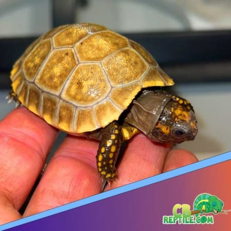 baby yellow foot tortoise
