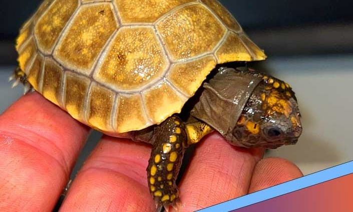 baby yellow foot tortoise