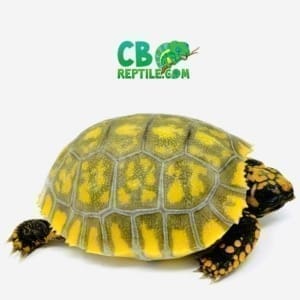 baby yellow foot tortoise