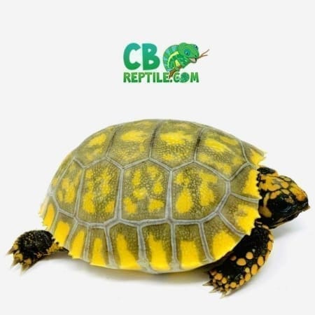 baby yellow foot tortoise