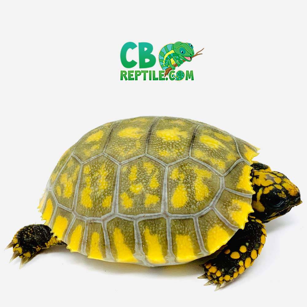 yellow foot tortoise for sale