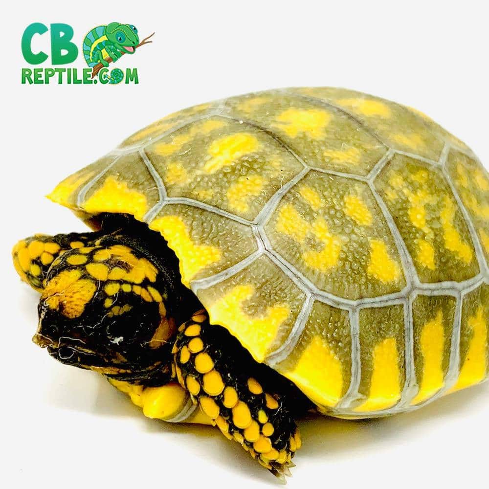 yellow foot tortoise size