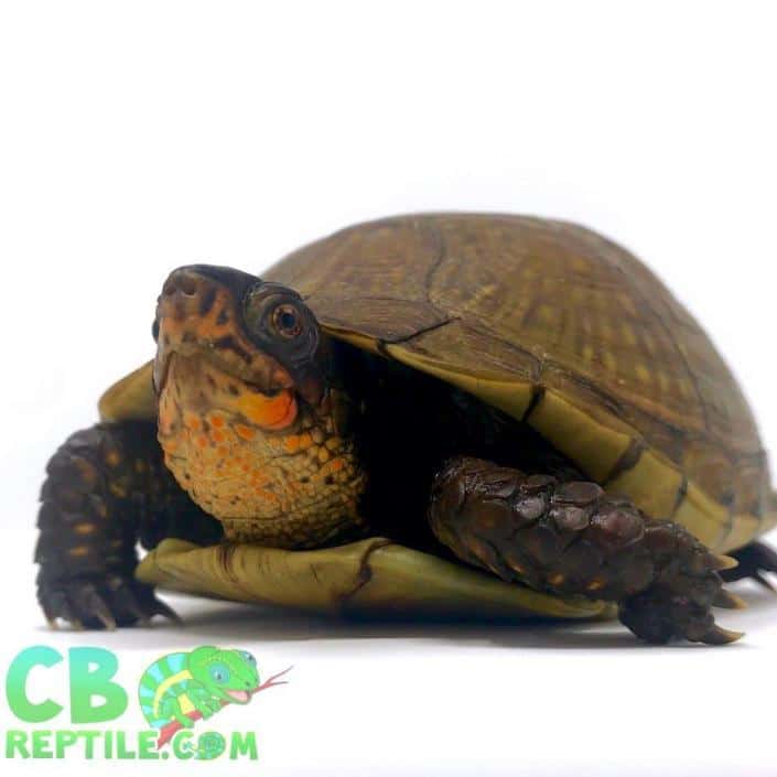 3 Toed Box turtle for sale baby 3 toe box turtles for sale online