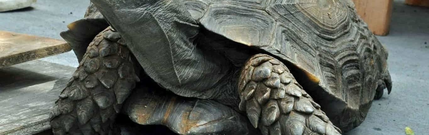 Burmese Mountain Tortoises