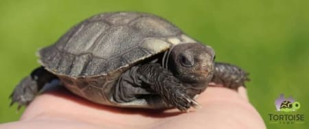 burmese brown tortoise