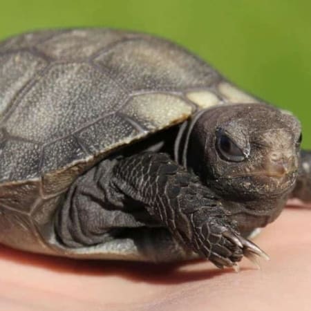 burmese brown tortoise