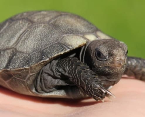 burmese brown tortoise