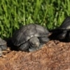 burmese mountain tortoise for sale
