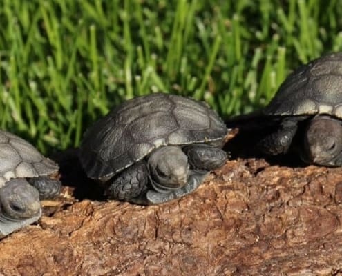 burmese mountain tortoise for sale