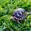 burmese star tortoise for sale