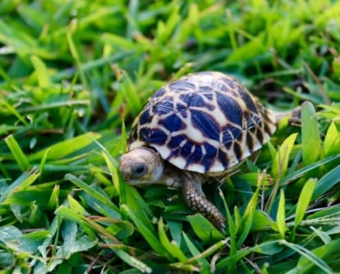 burmese star tortoise for sale