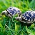 burmese star tortoises for sale