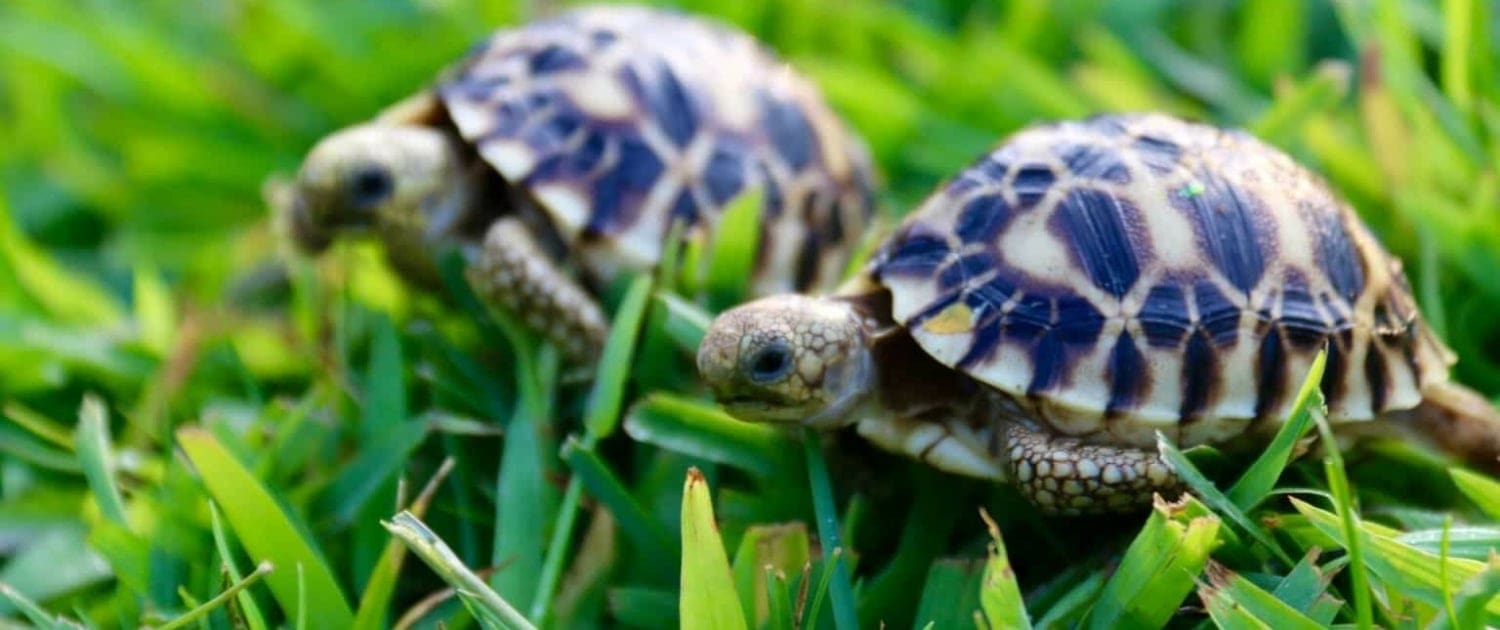 burmese star tortoises for sale