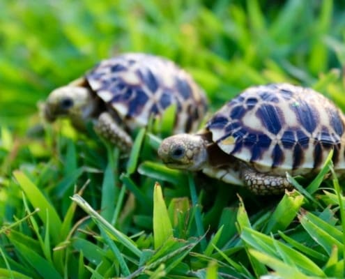 burmese star tortoises for sale