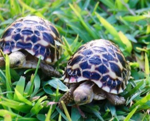 burmese star tortoise for sale