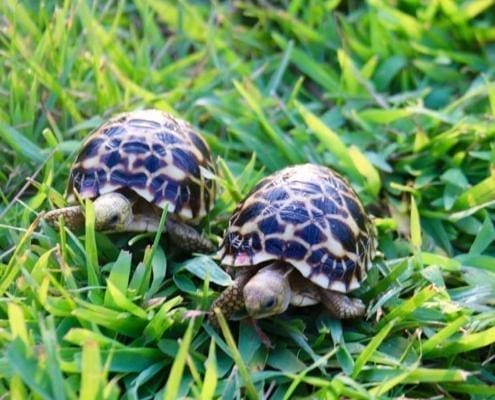 burmese star tortoises