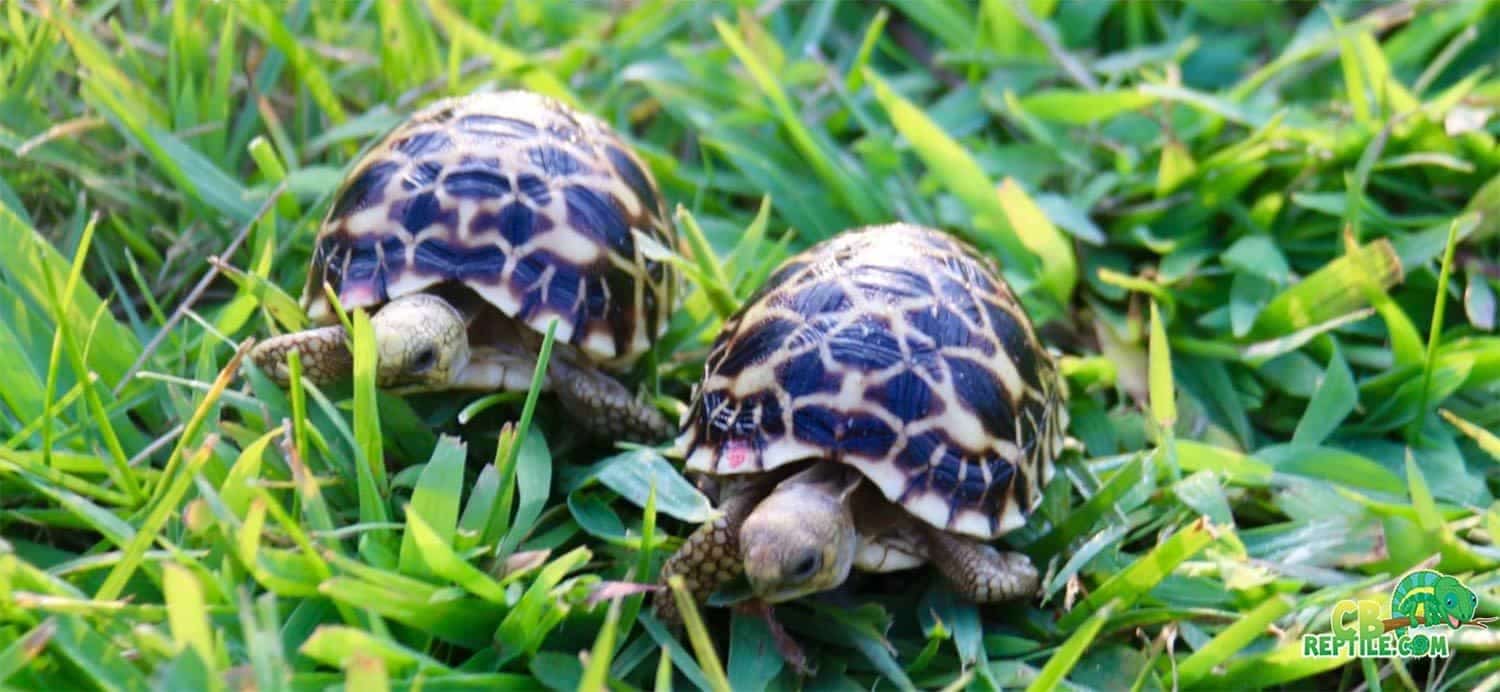 Burmese Star tortoise for sale baby Burmese star tortoises ...