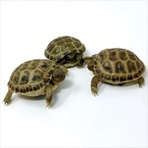 tortoise for sale