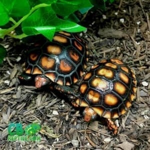 cherry head tortoise care sheet