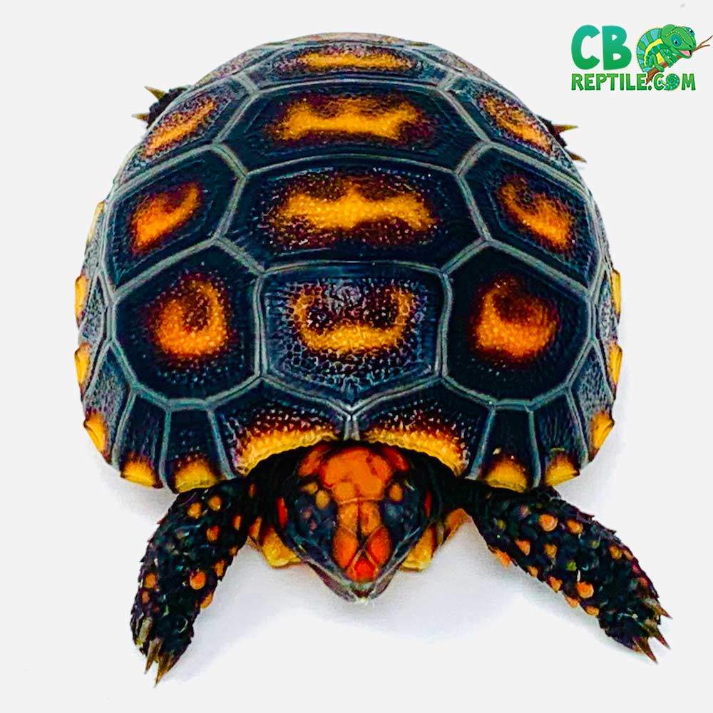 Cherry Head Tortoise For Sale Baby Cherry Head Tortoises For