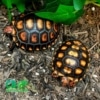 cherry head tortoise for sale