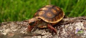 Cherry Head Tortoise