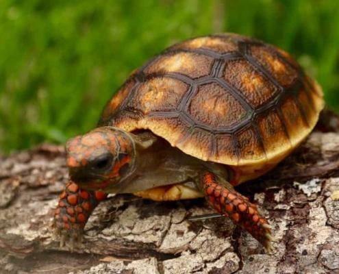 Cherry Head Tortoise