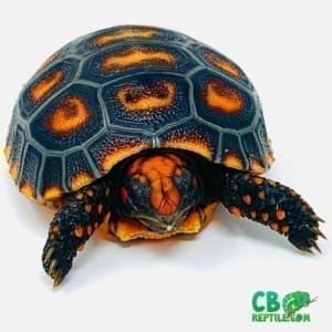 cherry head tortoise care