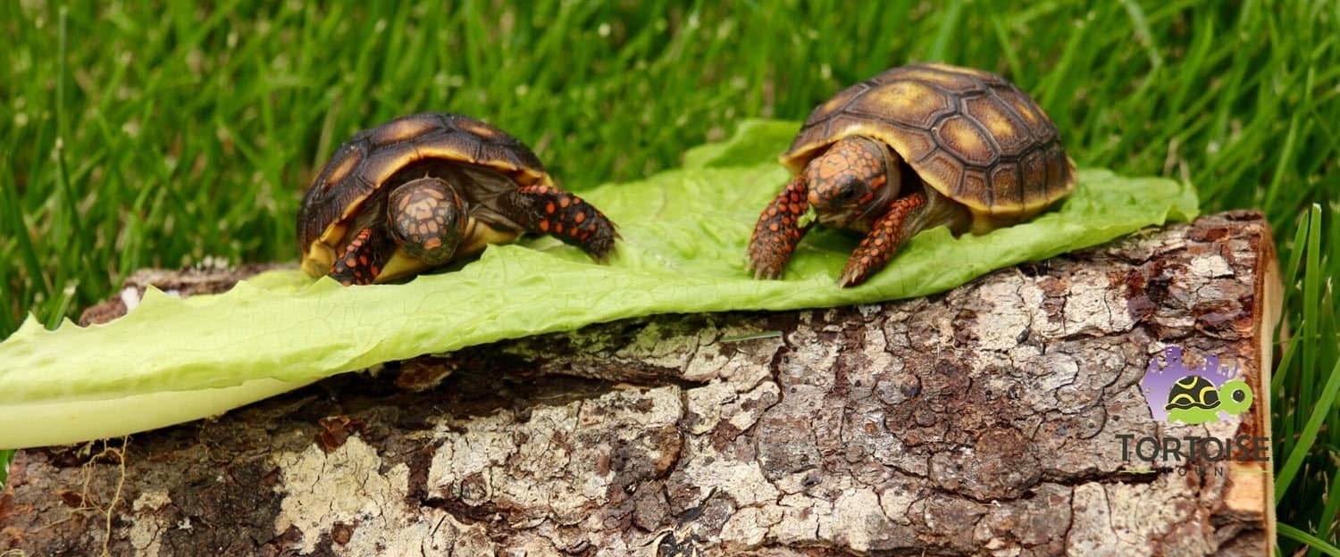 Baby tortoise for sale baby tortoise hatchlings for sale near me