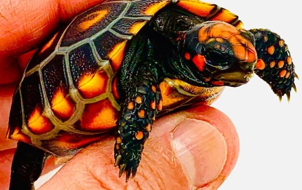 cherry head tortoises