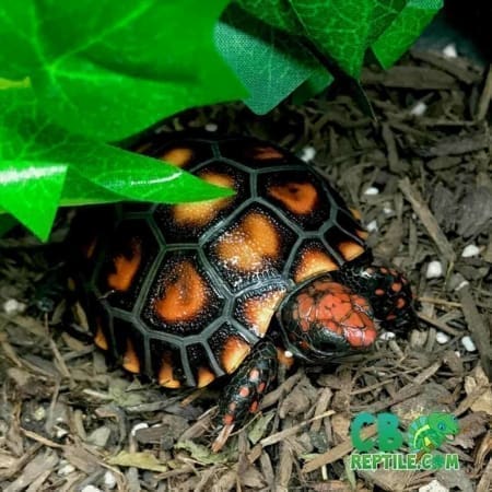 cherry head tortoises for sale