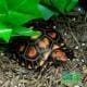 cherry head tortoises for sale