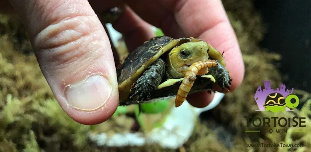 chinese box turtle for sale